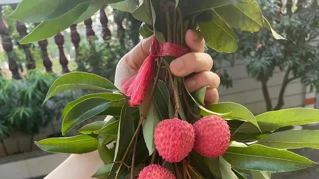 荔枝煲鸡你们吃过吗?我来推荐下这道独特的养生补品!