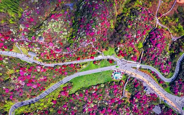 125.8平方公里杜鹃花海,享有天然花园美誉,就在四川隔壁 125.8平方公里杜鹃花海,享有天然花园美誉,就在四川隔壁