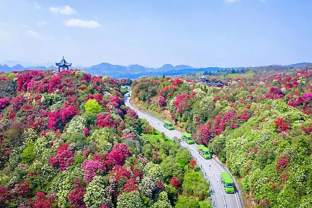 125.8平方公里杜鹃花海,享有天然花园美誉,就在四川隔壁 125.8平方公里杜鹃花海,享有天然花园美誉,就在四川隔壁