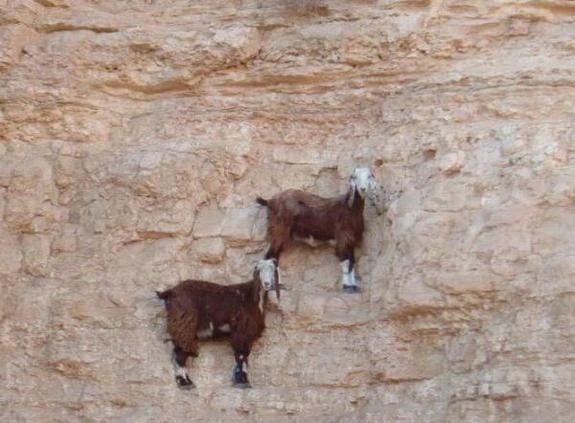 登山时碰到山羚羊看愣了！在悬崖峭壁上竟做出这行为，太吃惊！