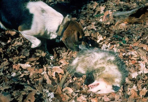 世上最会装死的动物:装死时捕猎者一脸懵逼,紧急关头总能保命
