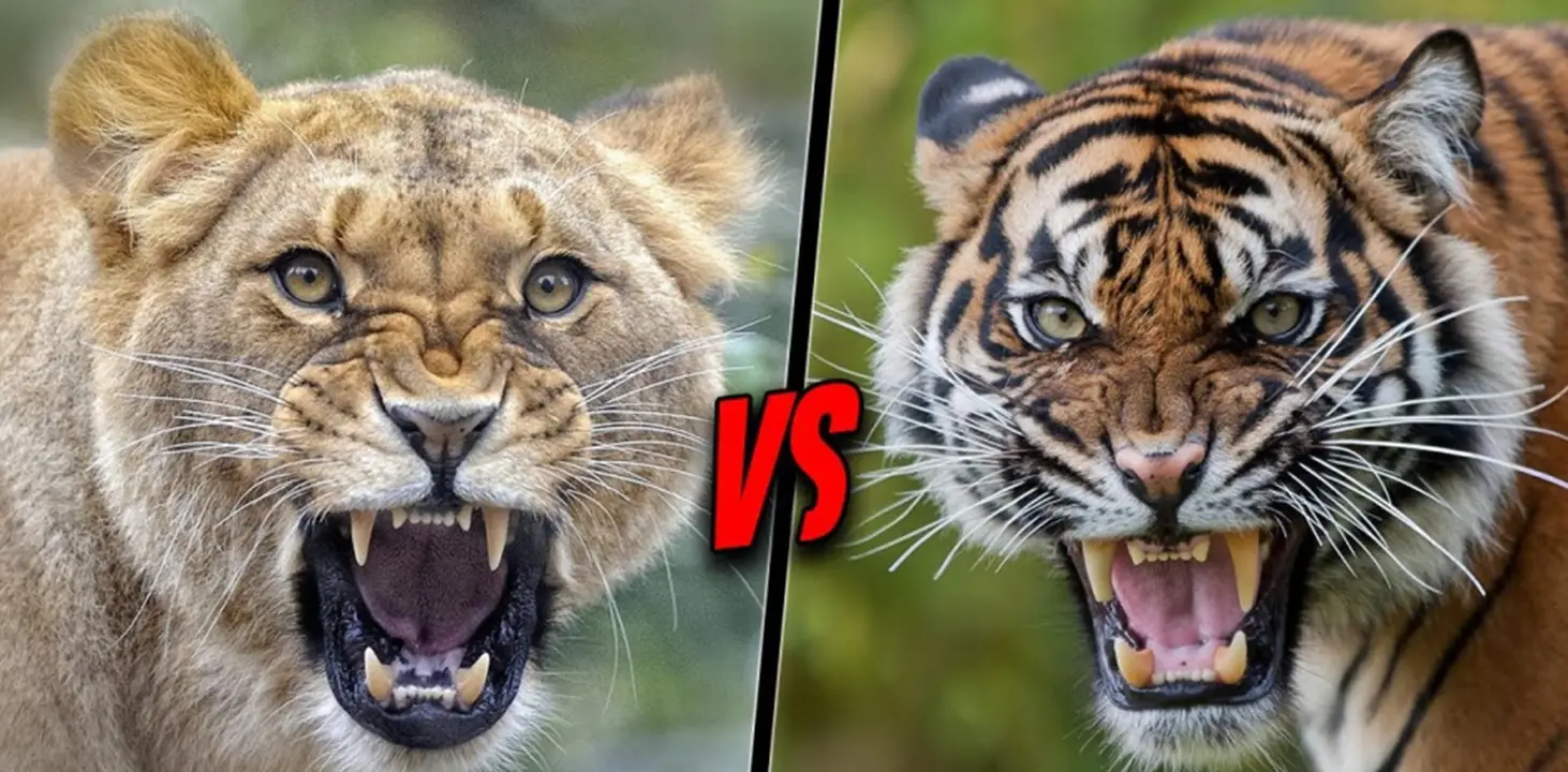 母老虎和母狮子，谁才是真正的动物界女王？