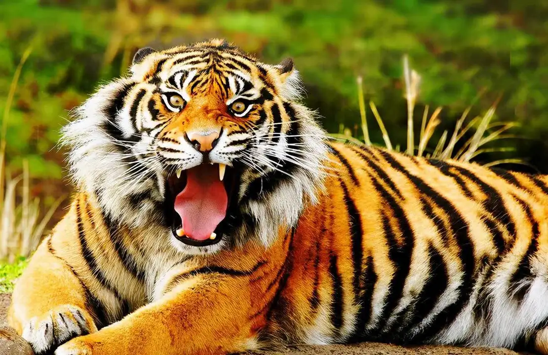 非洲大草原不缺食物，为什么非洲没有老虎？老虎在非洲还能称王吗