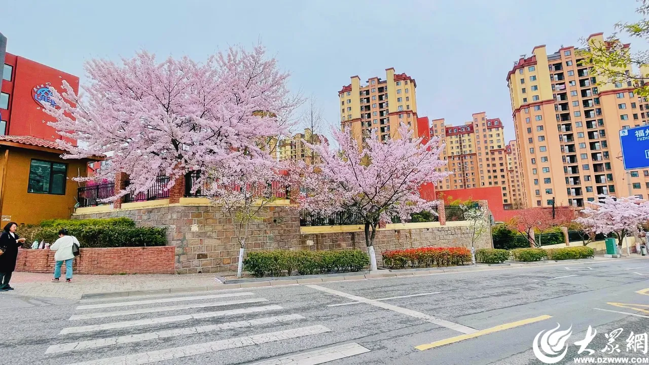 青岛繁花集 | 来樱花小镇,赶赴春的浪漫