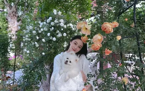 张馨予在自家花园拍照，老公视角下完美演绎人比花娇
