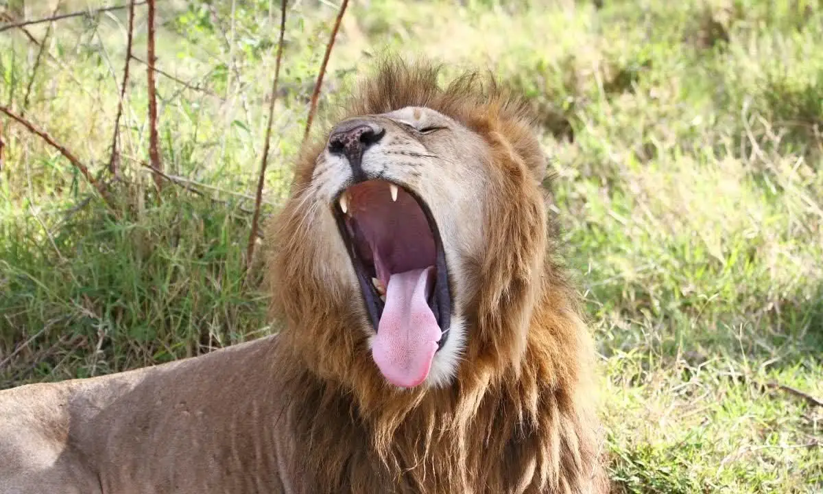 老年狮子会被饿死，而年迈的老虎却不会，这是为什么呢？