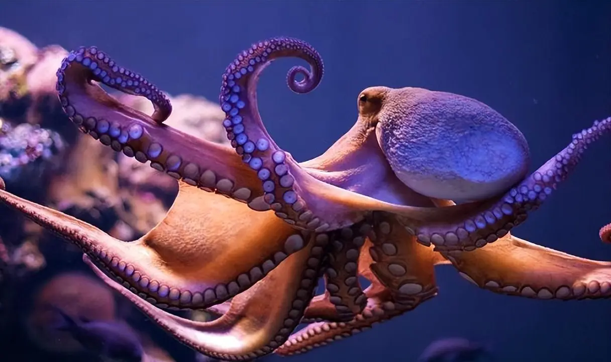 章鱼的智力有多高？如果章鱼来到陆地，会对人类产生威胁吗