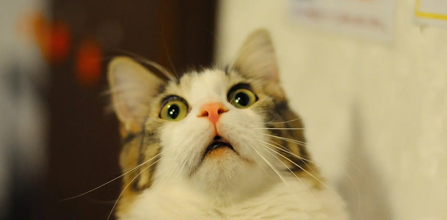 猫咪最害怕的6件事