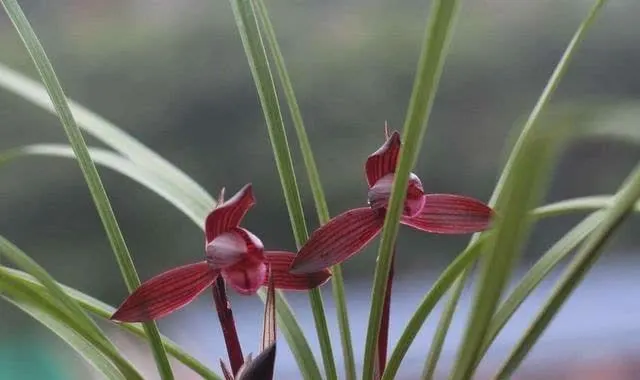 香水”兰花醉红素，耐热又好养，一花多色，香味浓郁，喜庆吉祥