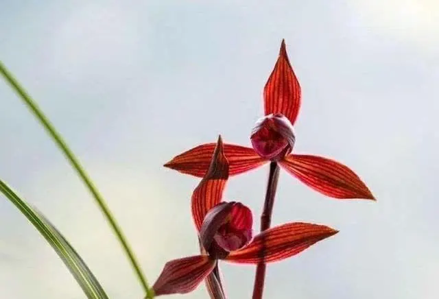 香水”兰花醉红素，耐热又好养，一花多色，香味浓郁，喜庆吉祥