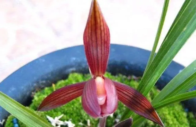 香水”兰花醉红素，耐热又好养，一花多色，香味浓郁，喜庆吉祥