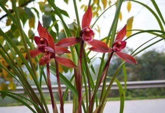 香水”兰花醉红素，耐热又好养，一花多色，香味浓郁，喜庆吉祥