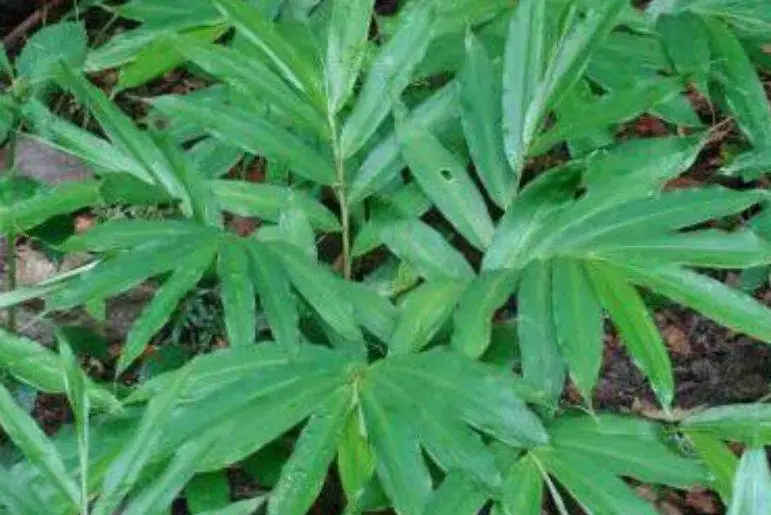 植株像姜叶果实像杨梅,市场价很高,农村人都知道它是很好的香料