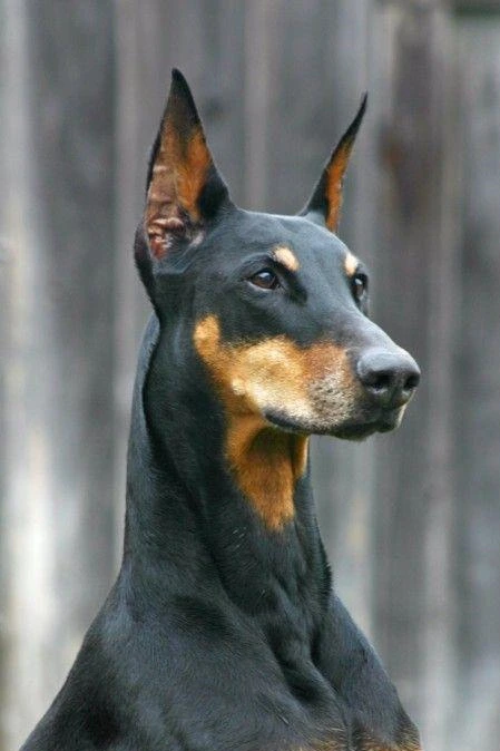 世界犬种-德国杜宾犬