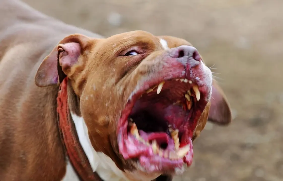 比特 犬 的 弱點 (99) 사진