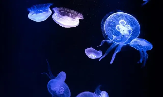 神奇的海洋发光生物