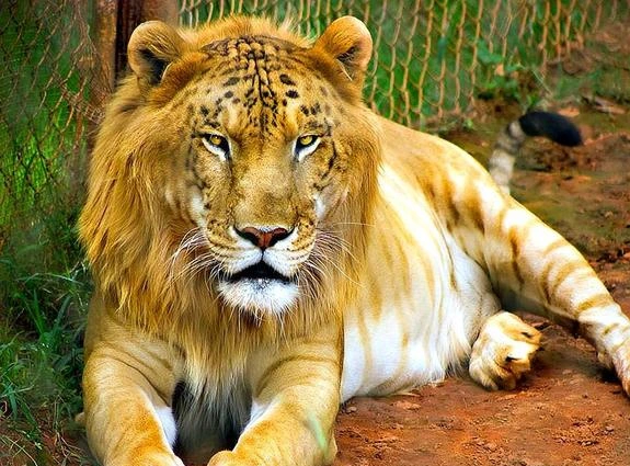 虎獅子 450公斤狮虎兽，对战狮子大小的虎狮兽，谁能赢得胜利？