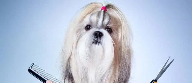 狮子狗饲养指南
