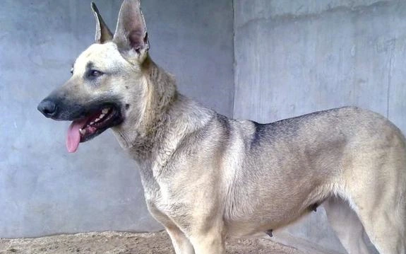 国内5种非常可靠的狼犬,不仅外表帅气,还有野狼基因
