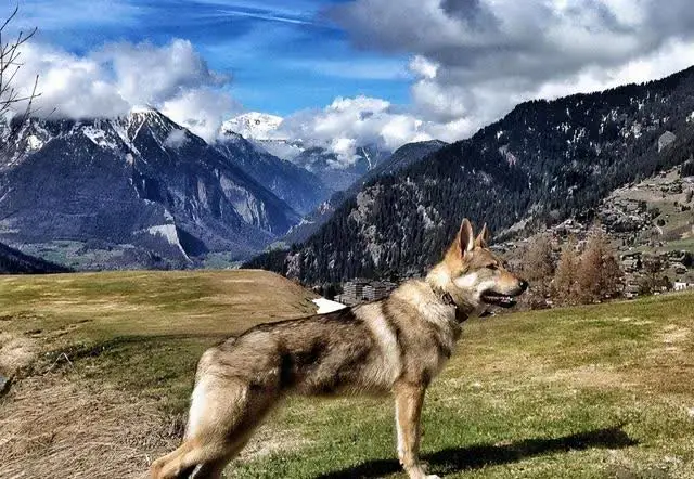 捷克狼犬:我是真的狗