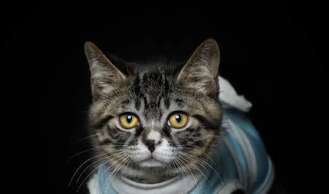 花猫 狸花猫多少钱_热销商品_排行榜_哪个好_品种大全- 惠农网