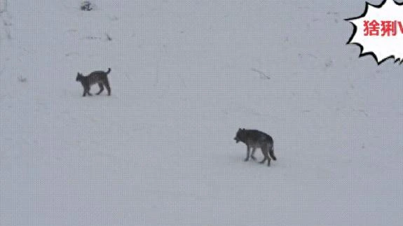 狼的天敌是什么？猞猁真的能成为“屠狼机器”吗？