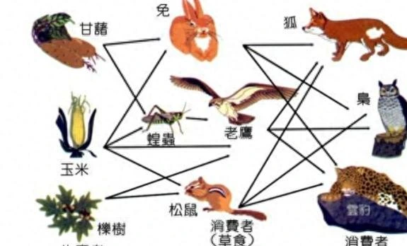 狼的天敌是什么？猞猁真的能成为“屠狼机器”吗？