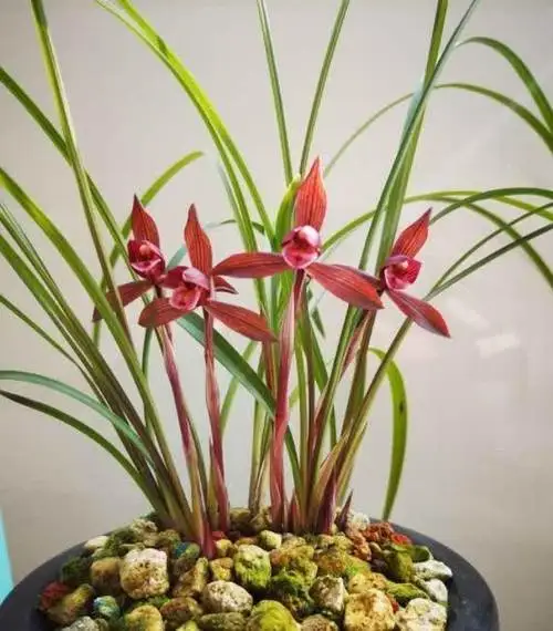 春兰十大红素之首“醉红素”，红杆红花，兰香芬芳，新手首选