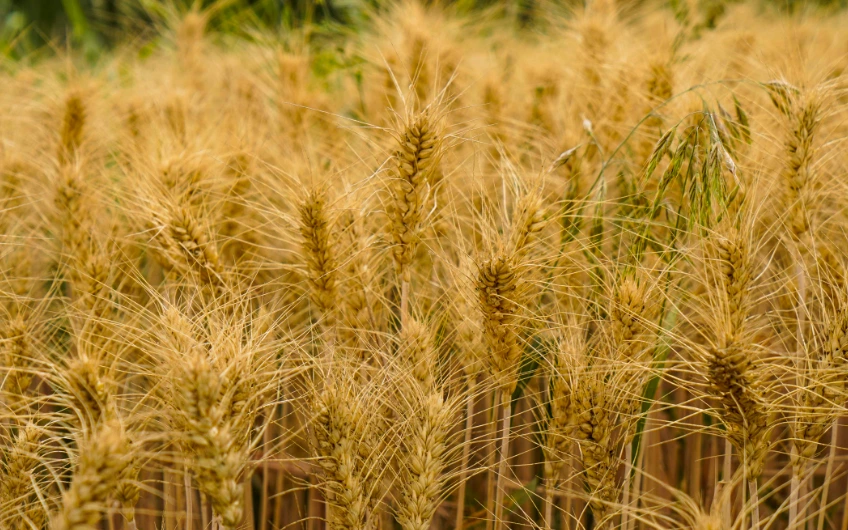 成语“稗耳贩目”可不读“bēi ěr fàn mù ”,不如稊稗又是指什么呢?