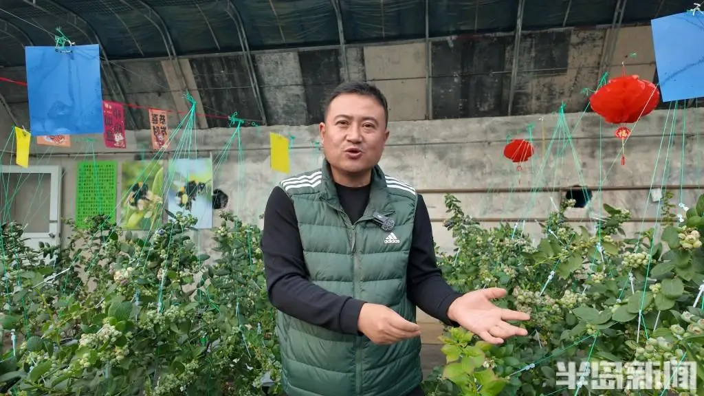新春走基层|从海外精英到土专家!青岛海归 “蜂司令”,带乡亲们种出 “蓝莓天花板”