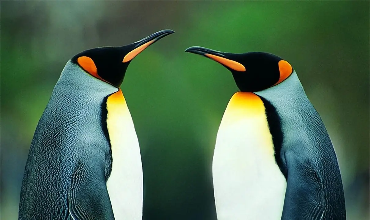 企鹅被称作最后的恐龙？这种憨态可掬的生物，竟可以在水里飞翔？