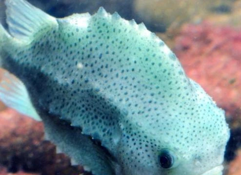 水族馆的圆鳍鱼失踪案,工作人员经过调查后才发现真凶是它