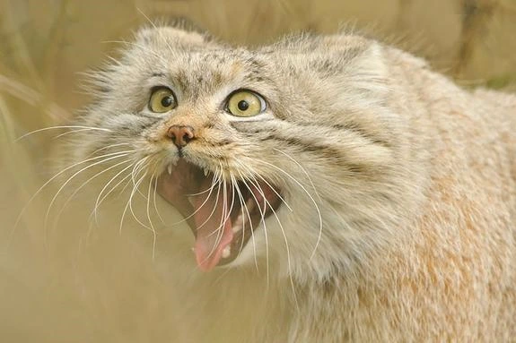 世界上最凶的猫,除了凶还是凶!感觉太猛了