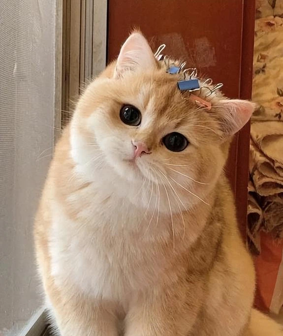 猫咪“歪头杀”,不只是卖萌!背后还藏着这几个含义 猫咪“歪头杀”,不只是卖萌!背后还藏着这几个含义