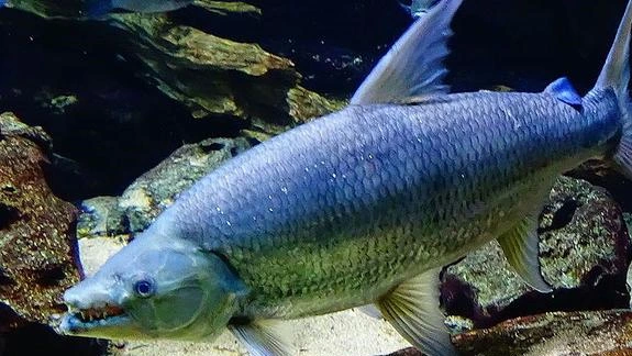 淡水大型鱼类——巨狗脂鲤