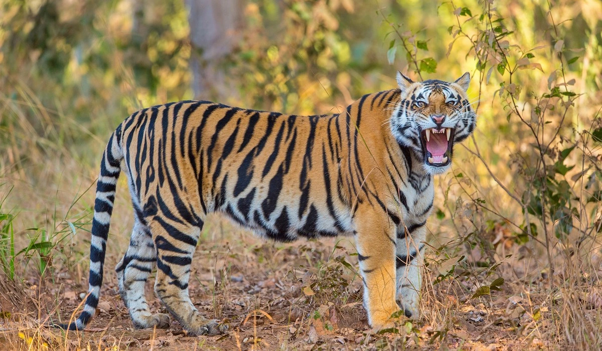 老虎的舌头，刮骨的钢刀，被它舔一下比在水泥地擦伤严重