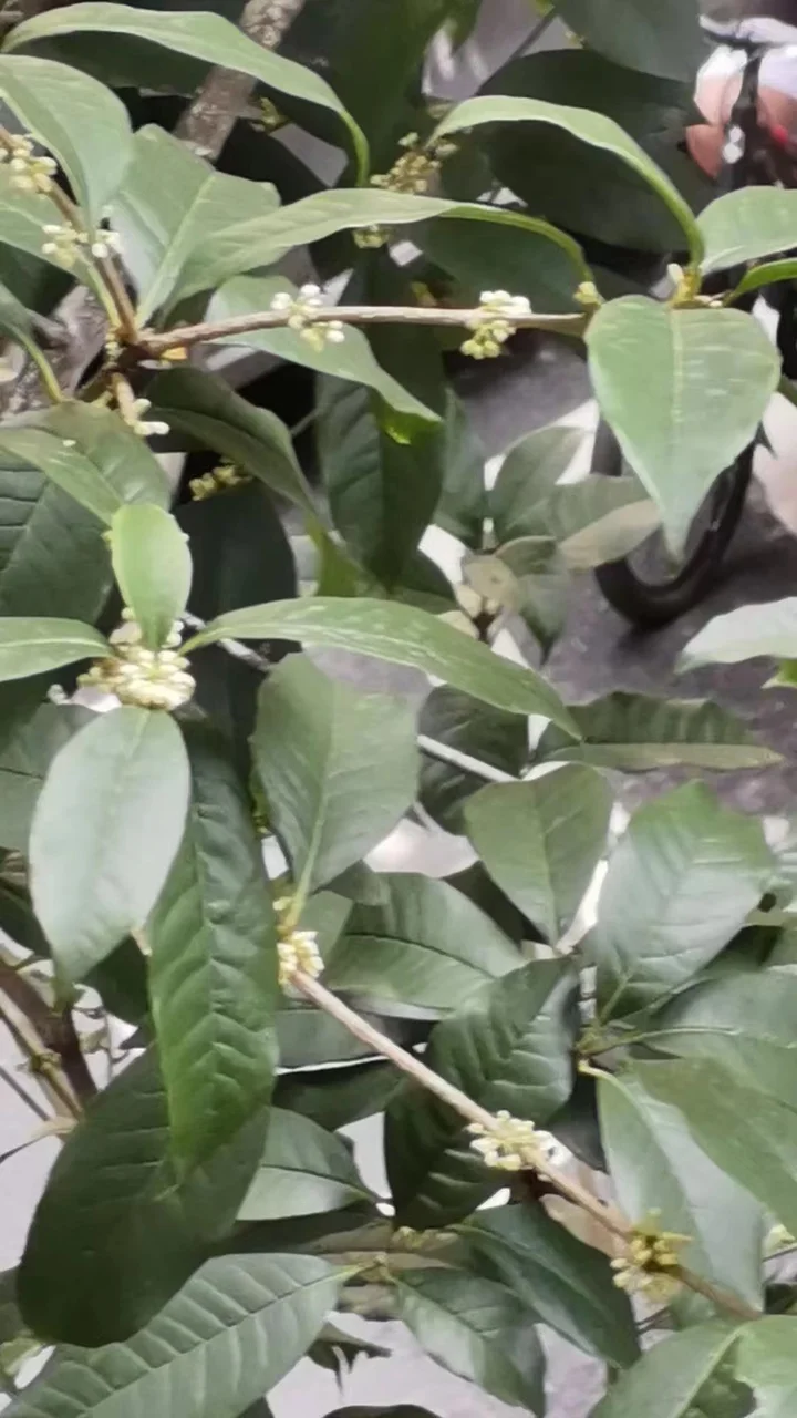 你家门口的桂花开了吗？杭州入秋有最新消息了