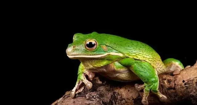 为什么青蛙在晚上更容易被抓住？