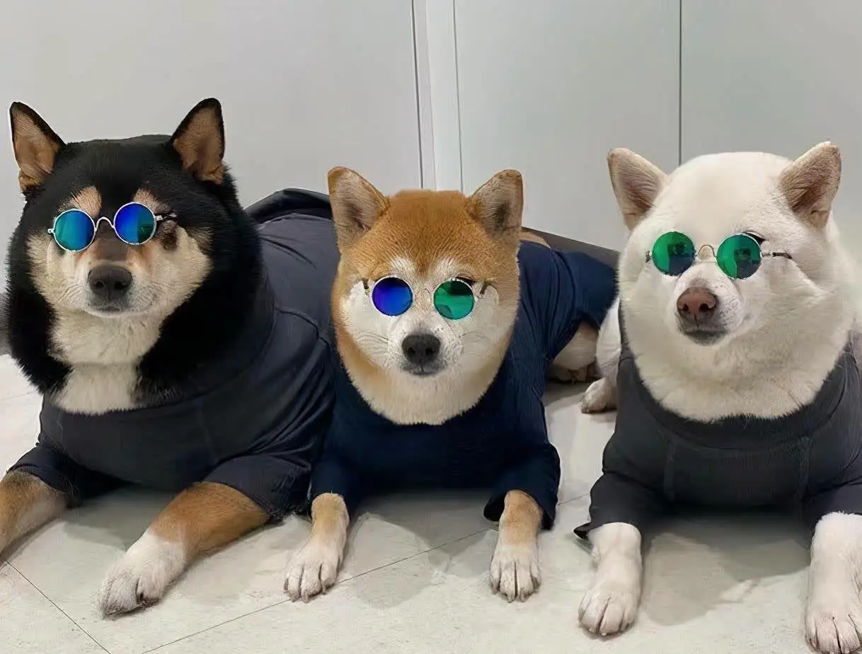 什么颜色的柴犬好养？有什么区别？