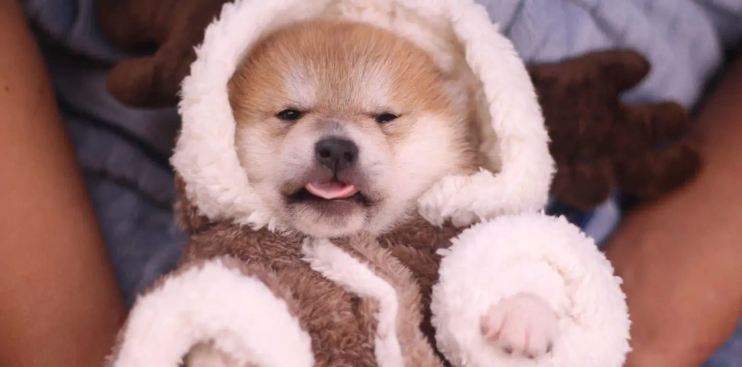 豆柴是柴犬吗？豆柴怎么看品相？豆柴的标准有哪些？