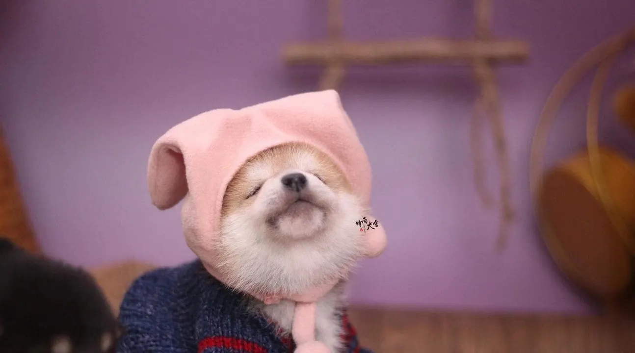 豆柴是柴犬吗？豆柴怎么看品相？豆柴的标准有哪些？