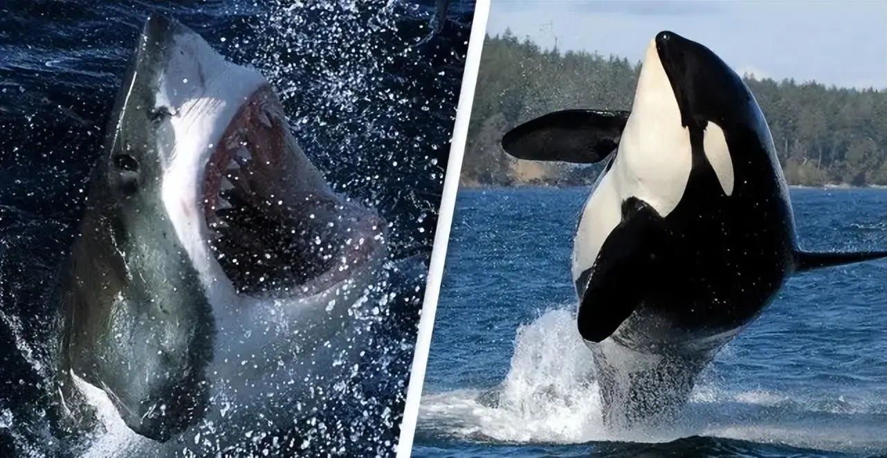 大王乌贼：抹香鲸主要的猎物，也是致命食物！