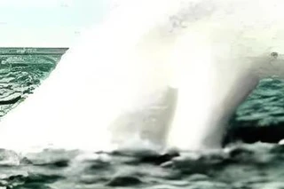 南极之谜：宁恩——如果存在的巨型生物