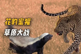花豹捕猎遭野狗夺食,勇敢蜜獾挥“拳”突围,孤胆英雄逆袭群敌