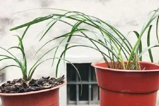 兰花能用透明塑料盆养吗?这样使用效果更好,新手兰友必知
