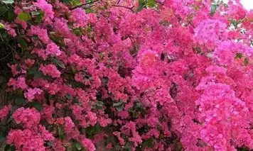 梅花圖12 梅花12.JPG